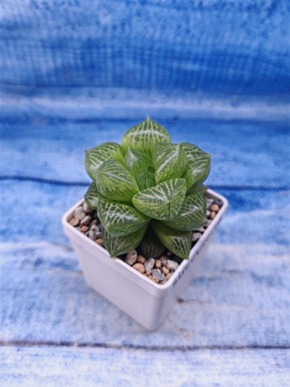 Haworthia Comptoniana hybrid (Хавортия)