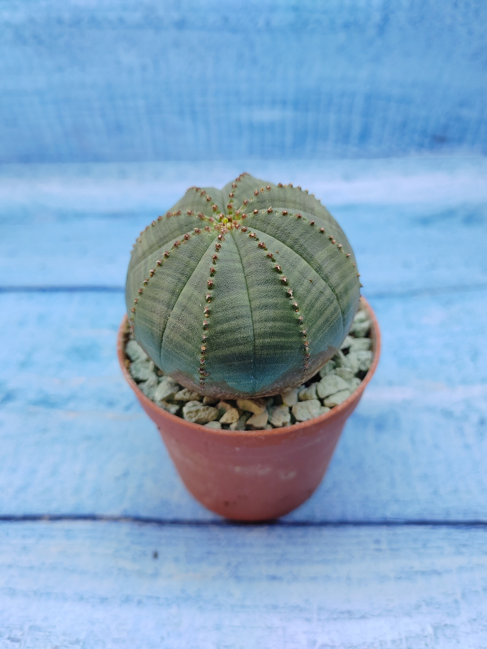 Euphorbia Obesa (Эуфорбия)