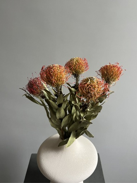 Леукоспермум оранжевый