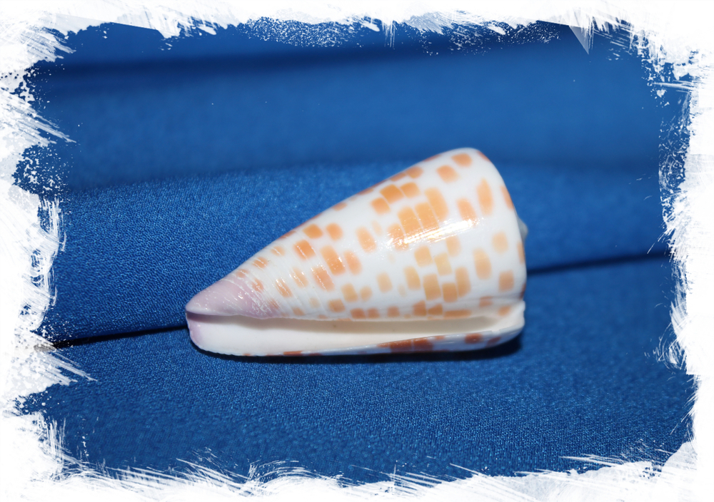 Конус тессилатус (Conus tessulatus)