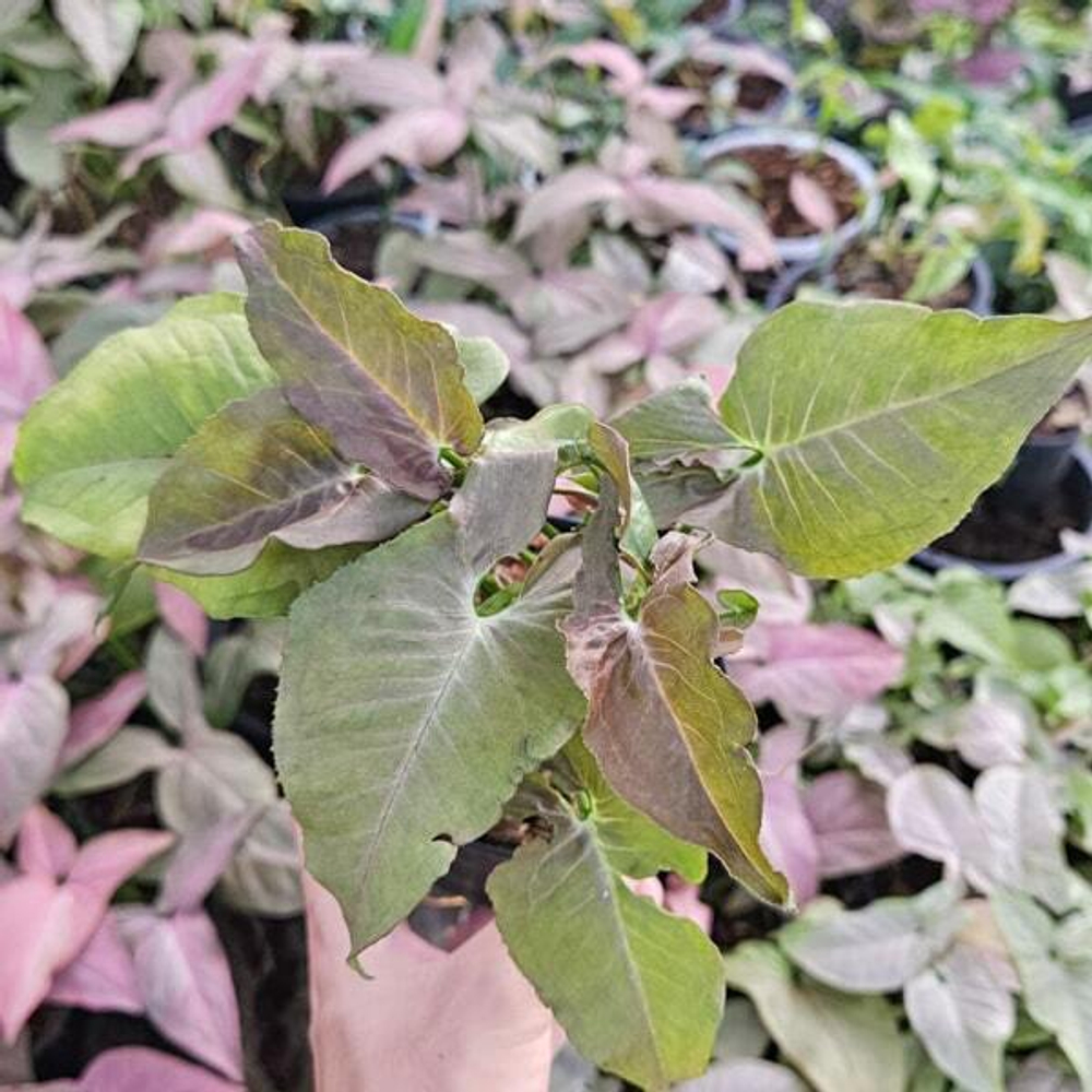 Сингониум CHOCOLATE WHITE VEIN