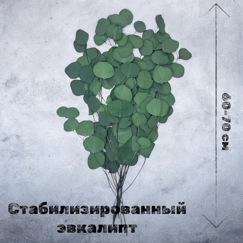 Эвкалипт стабилизированный популус зеленый