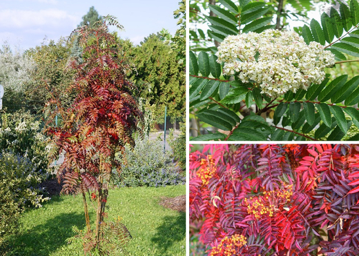 Рябина Отомн Спаер Фланрок штамб Закупка М66 апрель 2026