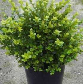 Самшит вечнозелёный