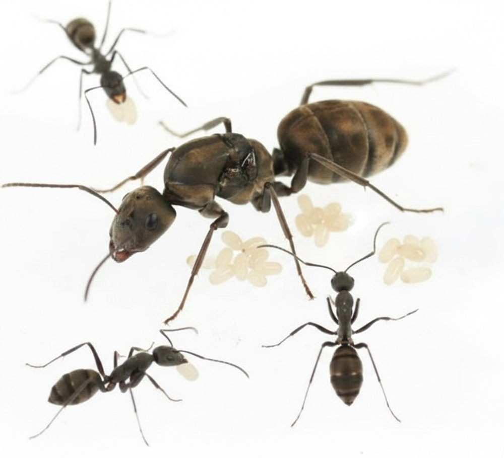 Муравьи Camponotus pseudolendus (Крупный реактивный муравей)