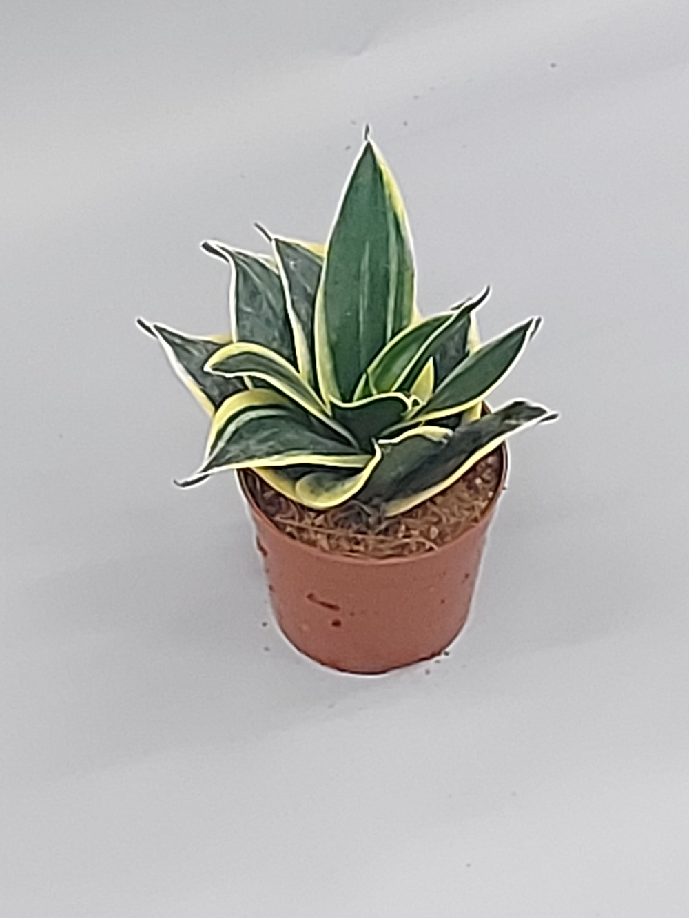 Сансевиерия  Голден Ханни