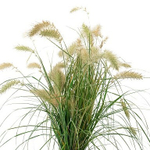 Пеннисетум мохнатый Флаффи 15шт.