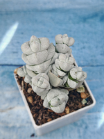 Crassula Deceptor (Крассула)