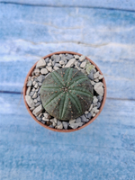 Euphorbia Obesa (Эуфорбия)