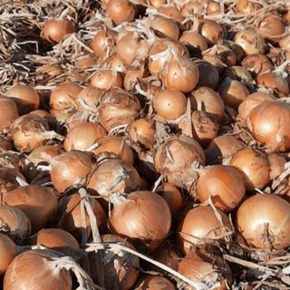 Лук репчатый Бонус 250 000 (семян)