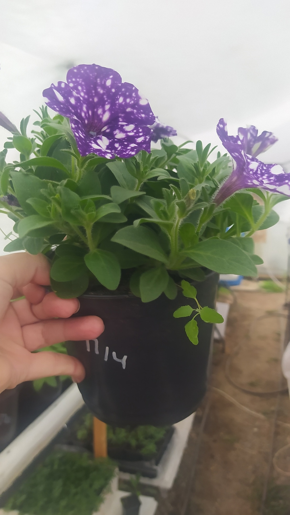 П14 Петуния ампельная Surprise Sparkling Blue