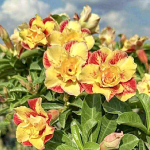 Адениум SAENG TA WAN