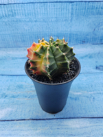 Gymnocalycium Variegata (Гимнокалициум Вариегатный)