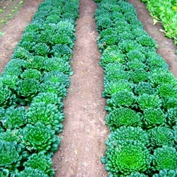 Шпинатная Китайская Капуста Ву Та Цай - 乌塌菜- Spinach Chinese Cabbage Wu Ta Cai