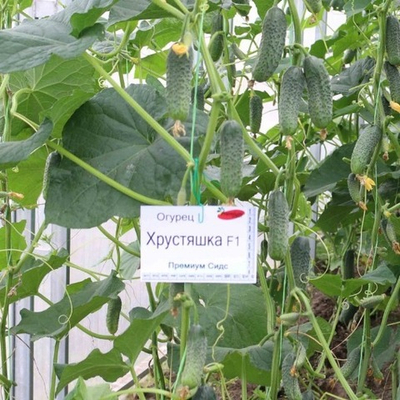 Огурец Хрустяшка F1