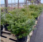 Пихта корейская С20 100-120