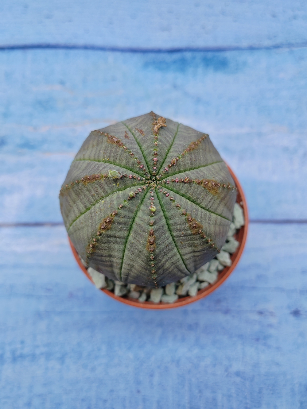 Euphorbia Obesa (Эуфорбия)