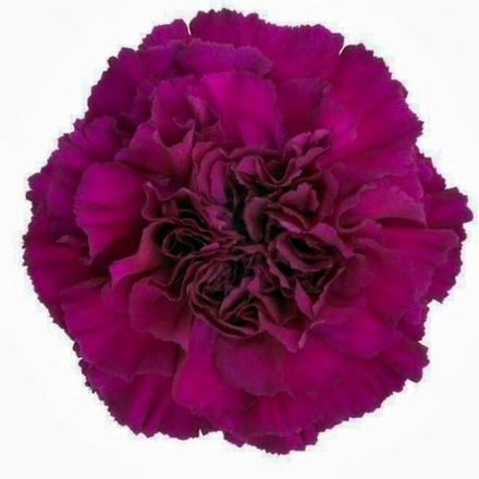 Гвоздика Roselly Purple ОКС укорененный черенок 1-10 марта