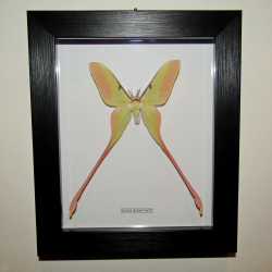Бабочка Actias dubernardi в рамке