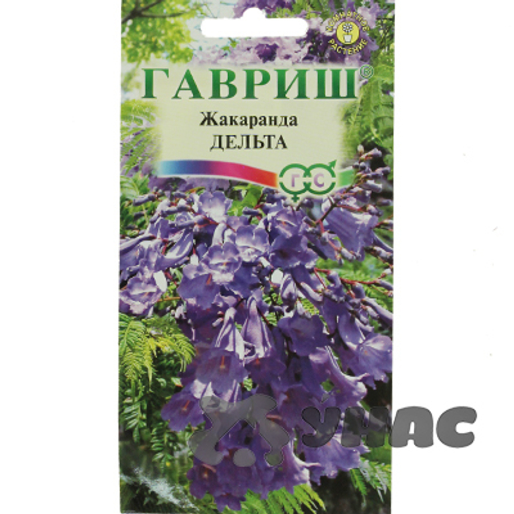 Жакаранда мимозолистная Дельта 3шт.