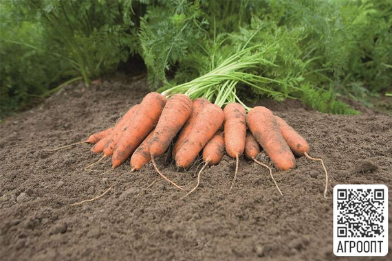 Карини семена моркови курода/шантане (Bejo / Бейо) продукт – фото 2