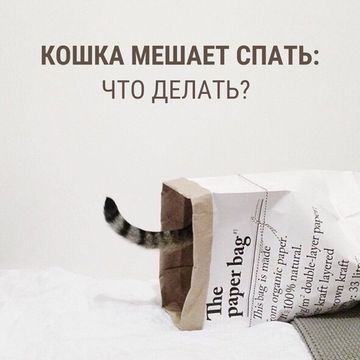 Кошка мешает спать: что делать? Кошка мешает спать: что делать?