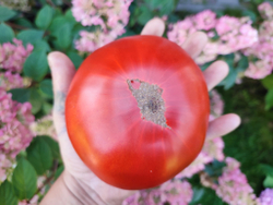 Большой Зак красный (Big Zac red) сорт томата