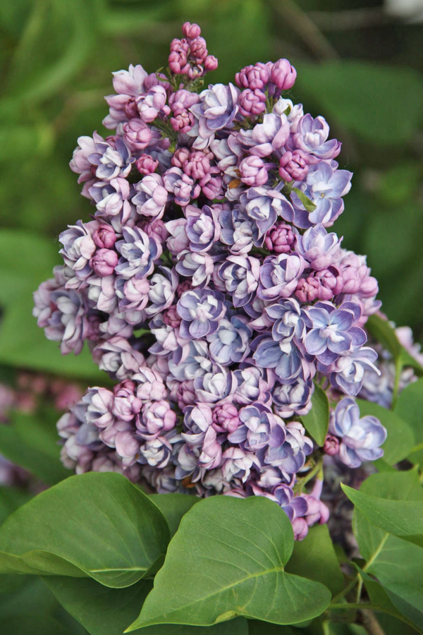 Сирень "АМИ ШОТТ"