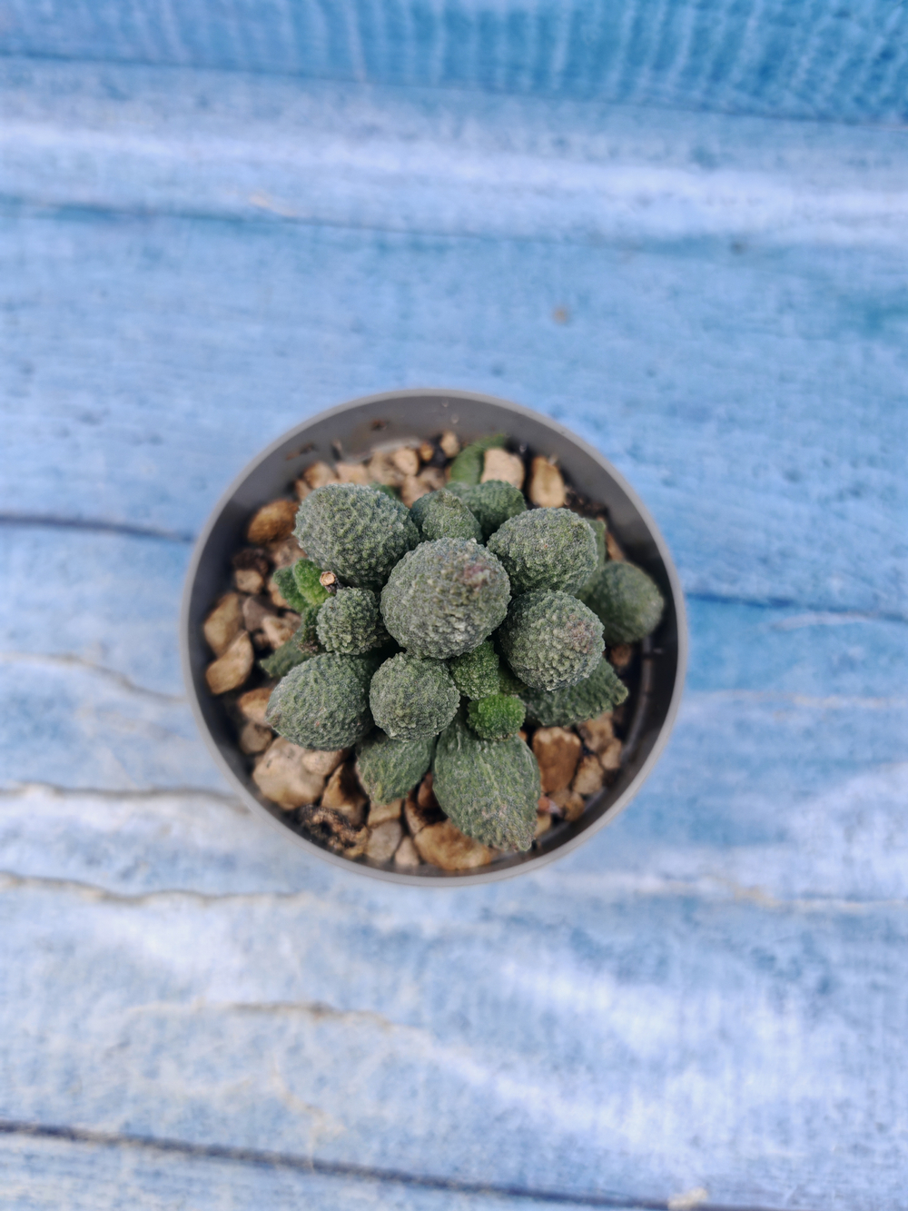 Adromischus Marianiae Herrei Green (Адромискус)