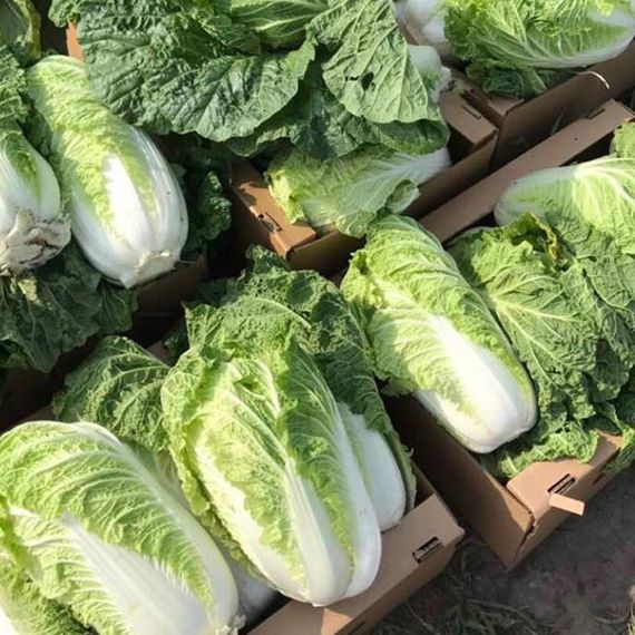 БИЛКО_F1_семена_капусты_пекинской_Bejo_купить