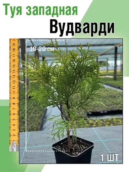 Туя саженец западная Вудварди хвойные деревья