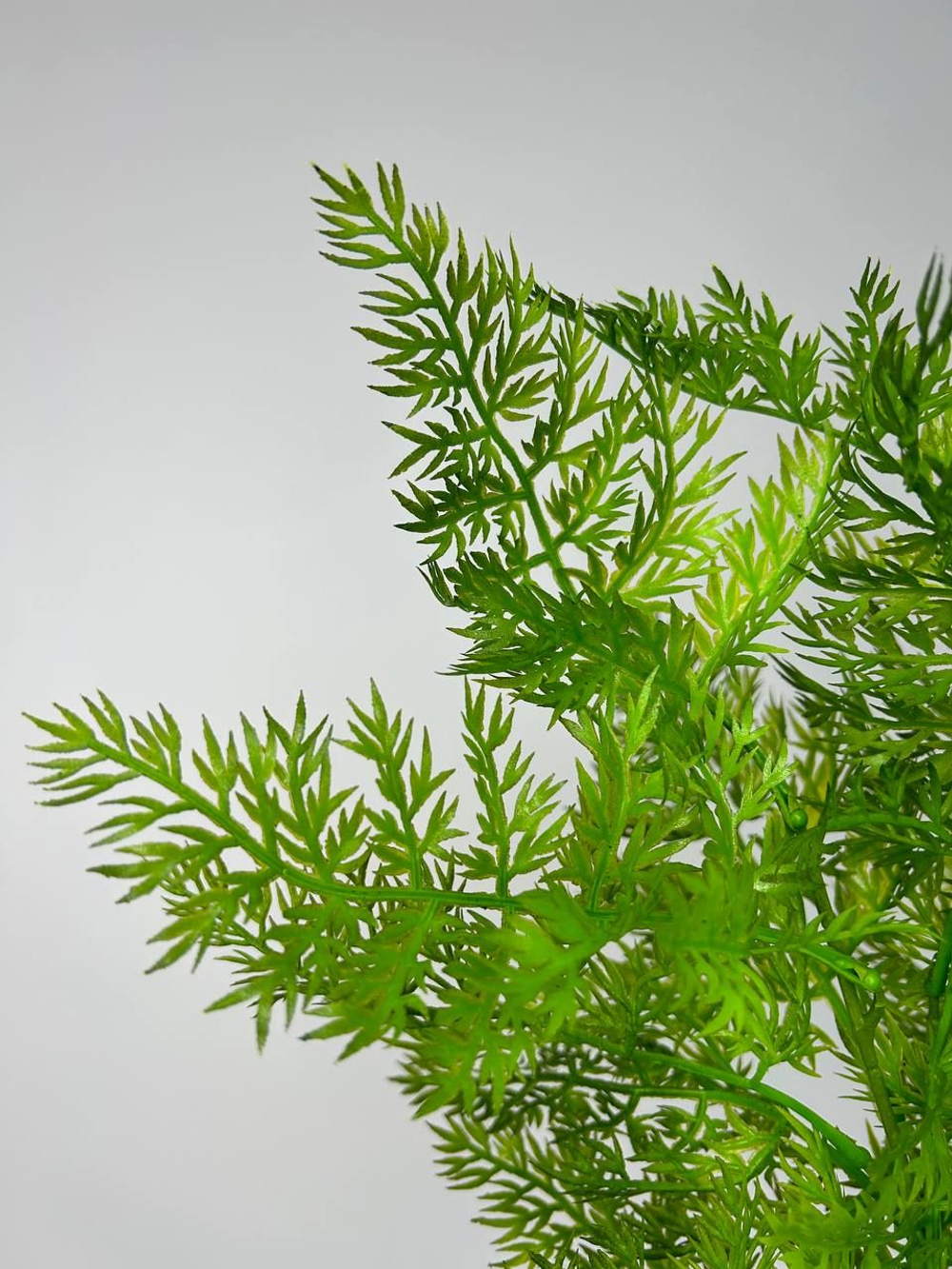 Куст папоротника / Арт 5015