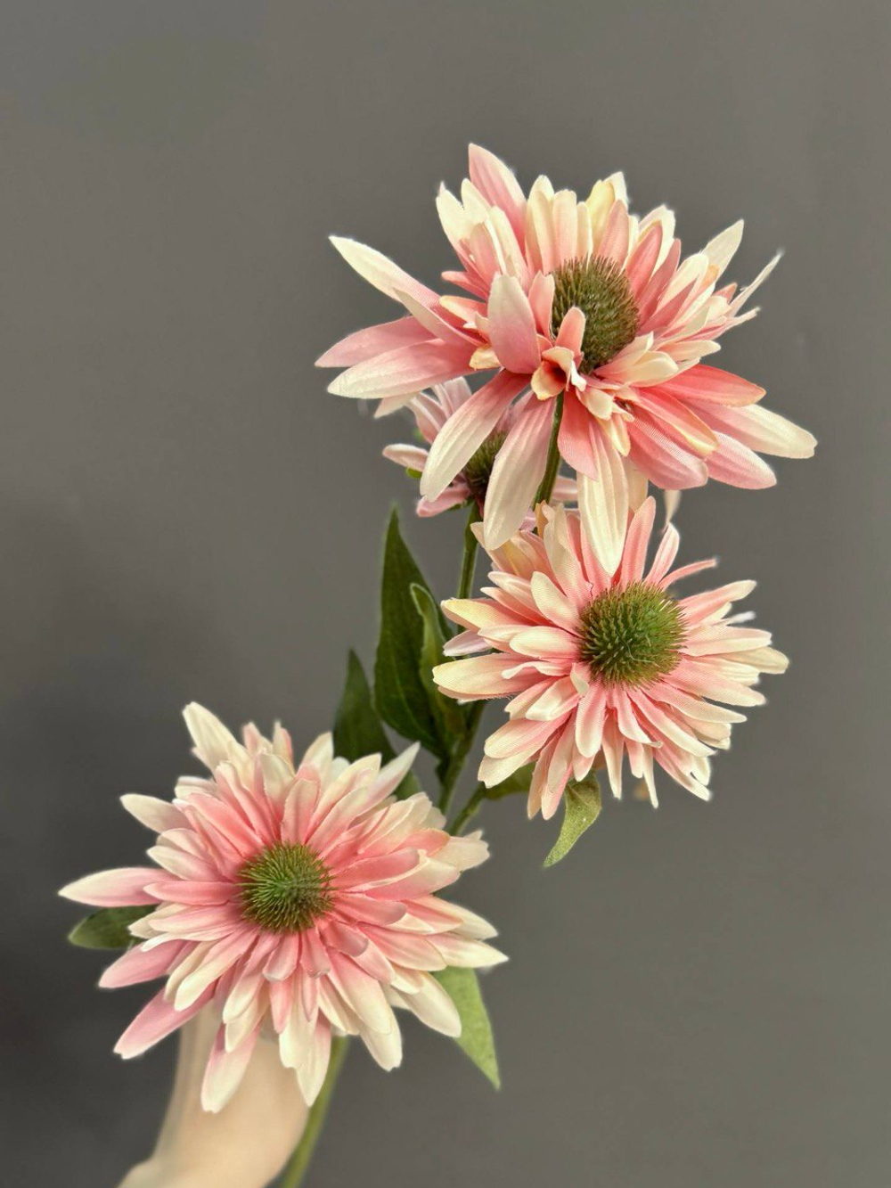 Эхинацея розовая (h73 см)