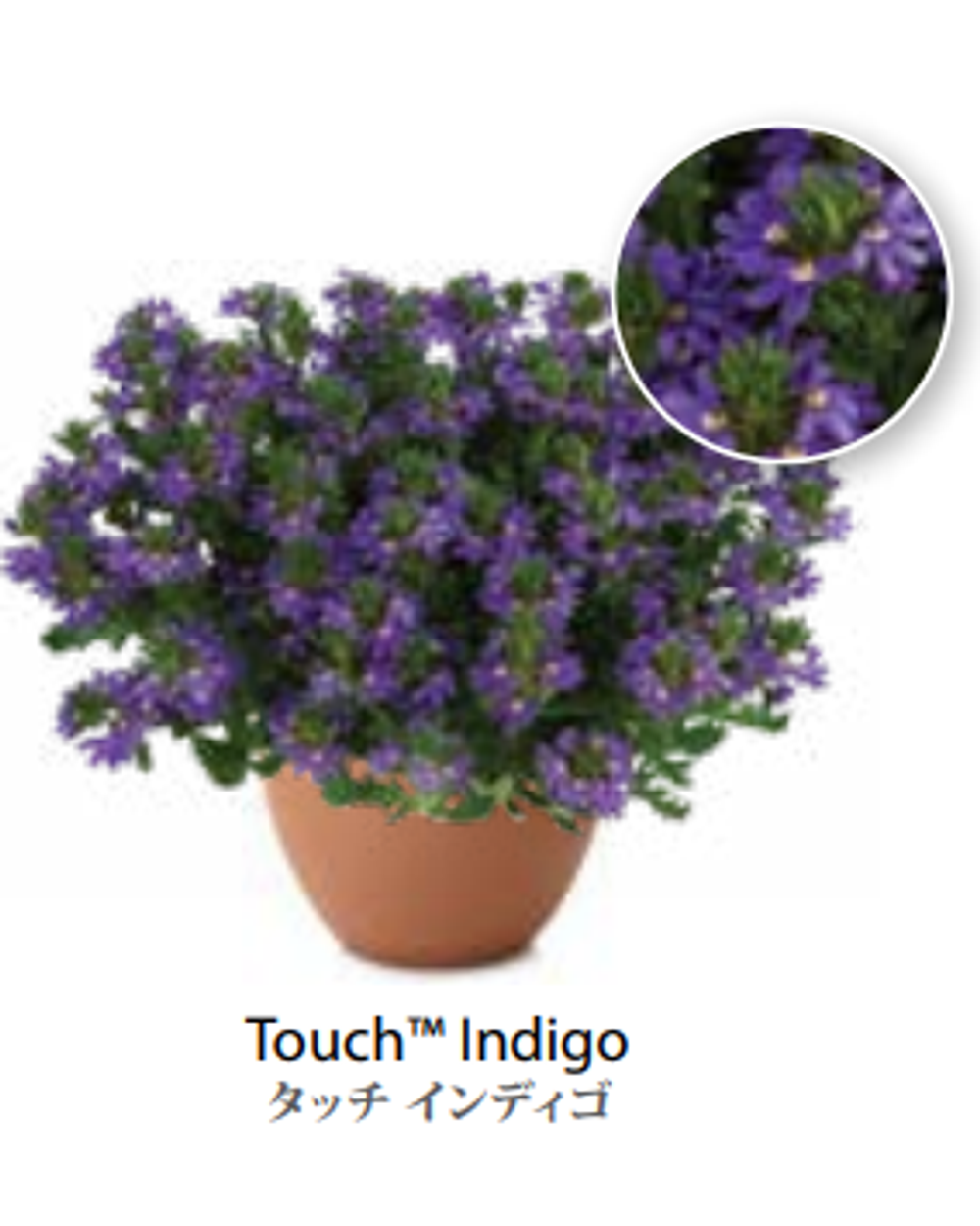 ЕВРО Сцевола Touch Indigo укор черенок декабрь