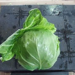 ПАНДИОН F1 семена капусты белокочанной (Seminis | Alexagro)