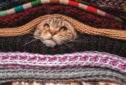 Коллекция Животные