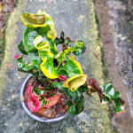 Кротон LAWAN PHISUT