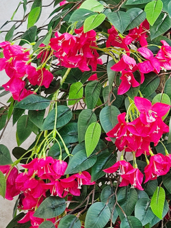Искусственное дерево Бугенвиллия 150см малиновая в кашпо