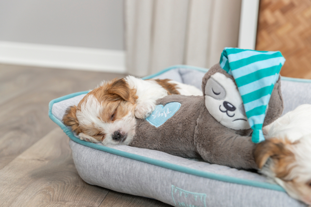 Игрушка для щенков "Ленивец", имитация сердцебиения, 34 см, плюш, Trixie