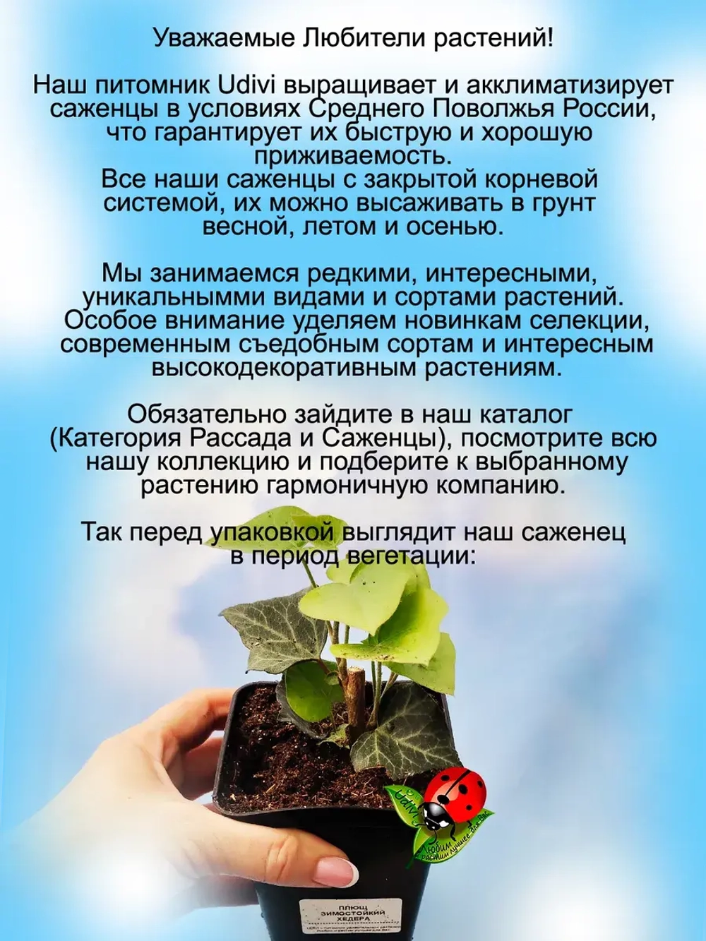 Плющ Морозостойкий хедера