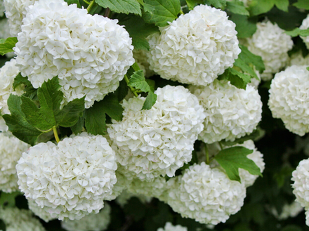 Калина обыкновенная «Бульденеж» (Roseum)