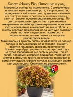 Колеус Медовый пирог