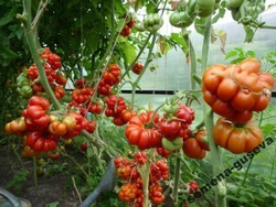 Помидоры Reisetomate