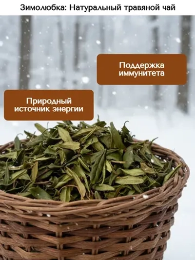 Зимолюбка зонтичная