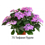 Tiffany Purple/Тиффани Парпл»  (Стандарт поставки Р9)2025г.