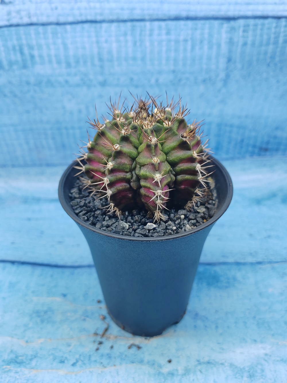 Gymnocalycium T-Rex Pink hybride (Гимнокалициум T-rex)