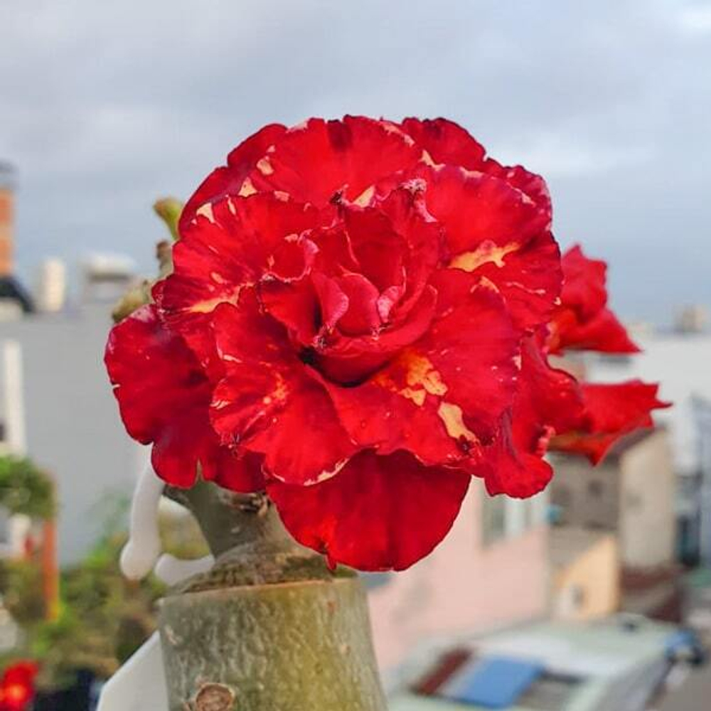 Адениум обесум 315 Hồng Lâu Mộng (X50)