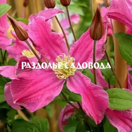 Клематис Инспирейшн Зойн