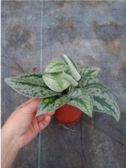 Сциндапсус Scindapsus pictus 'Exotica' д. 11