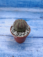 Euphorbia Obesa (Эуфорбия)